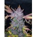 LSD-25 Auto - FastBuds